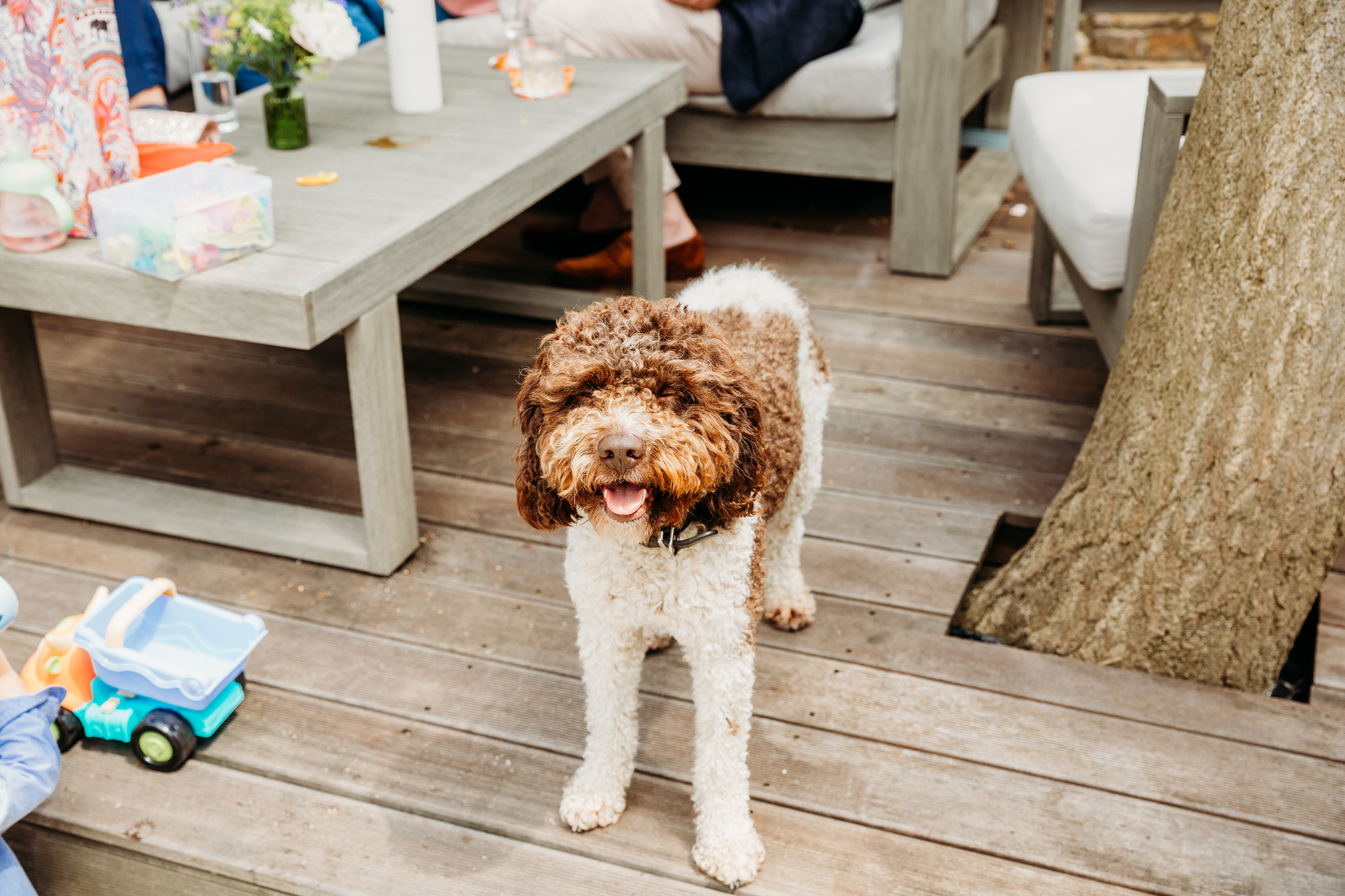 A fluffy dog.