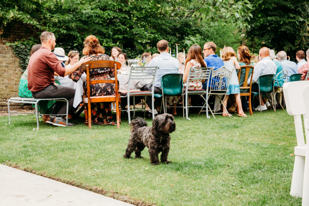 A dog in the garden.